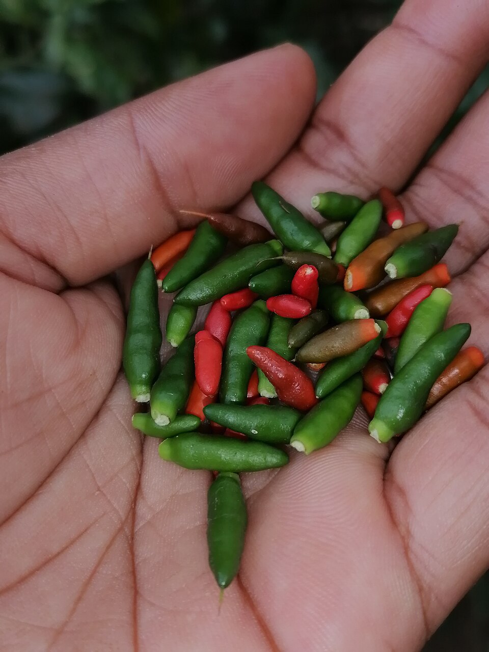 Piment - Von Ariarymadachoix - CC BY-SA 4.0, https://commons.wikimedia.org/wiki/File:Piment_(pilipily)_01.jpg
