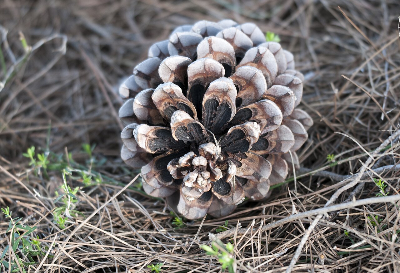 Pinienzapfen - Von Zeynel Cebeci - CC BY-SA 4.0, https://commons.wikimedia.org/wiki/File:Cone,_Pinus_pinea_01.jpg