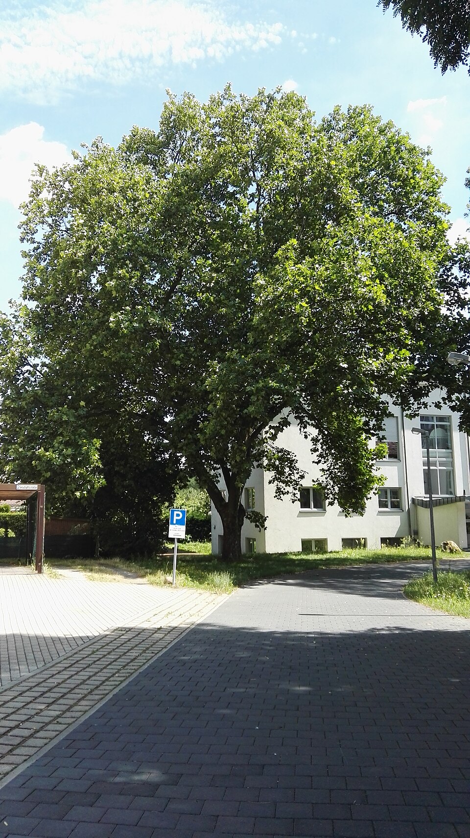 Platane - Von Z thomas - CC BY-SA 3.0, https://commons.wikimedia.org/wiki/File:Platane-naturdenkmal-senftenbergtheaterhof_-_1.jpeg