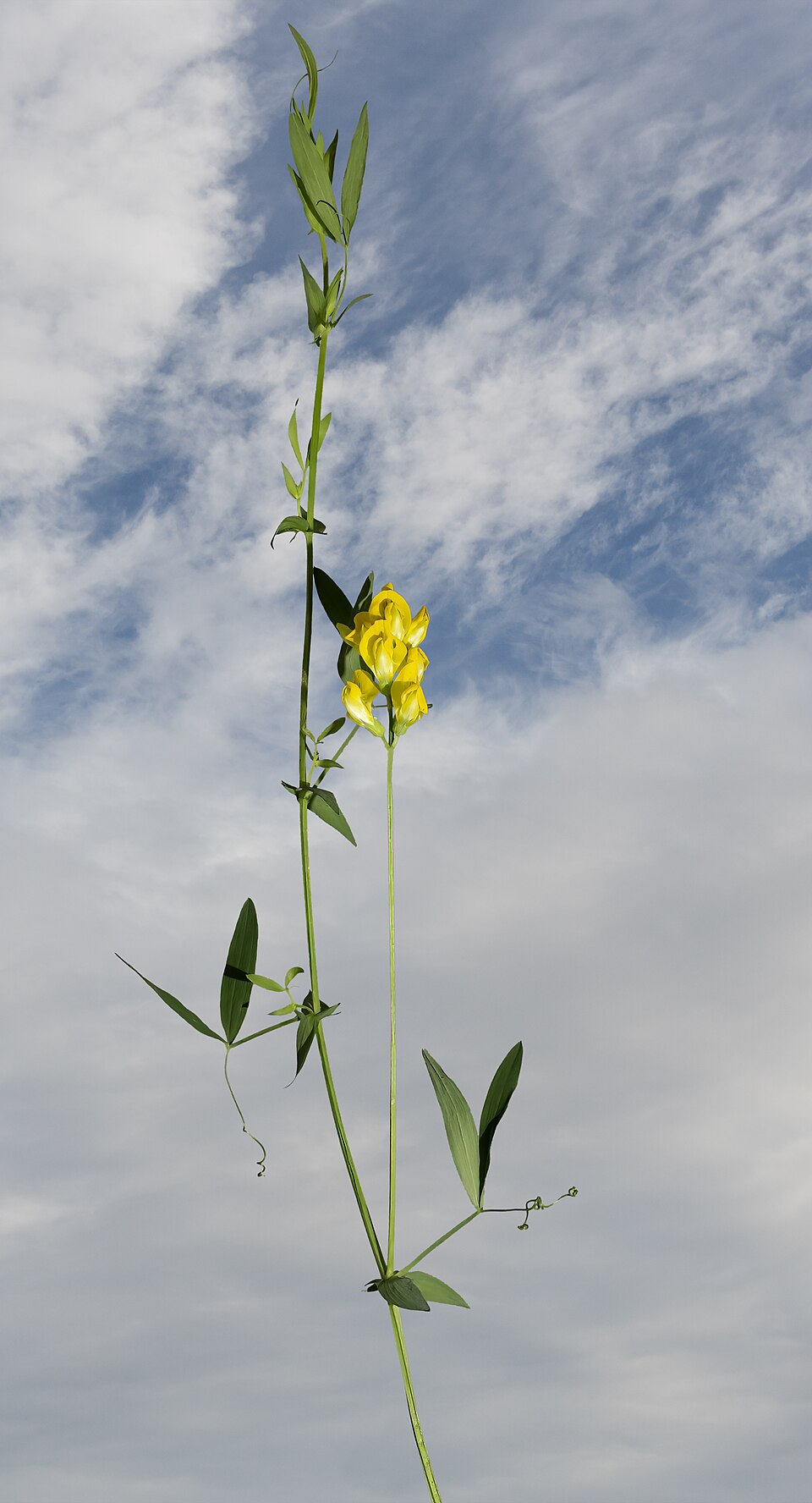 Platterbse - Von Didier Descouens - CC BY-SA 4.0, https://commons.wikimedia.org/wiki/File:(MHNT)_Lathyrus_pratensis-_Habit.jpg