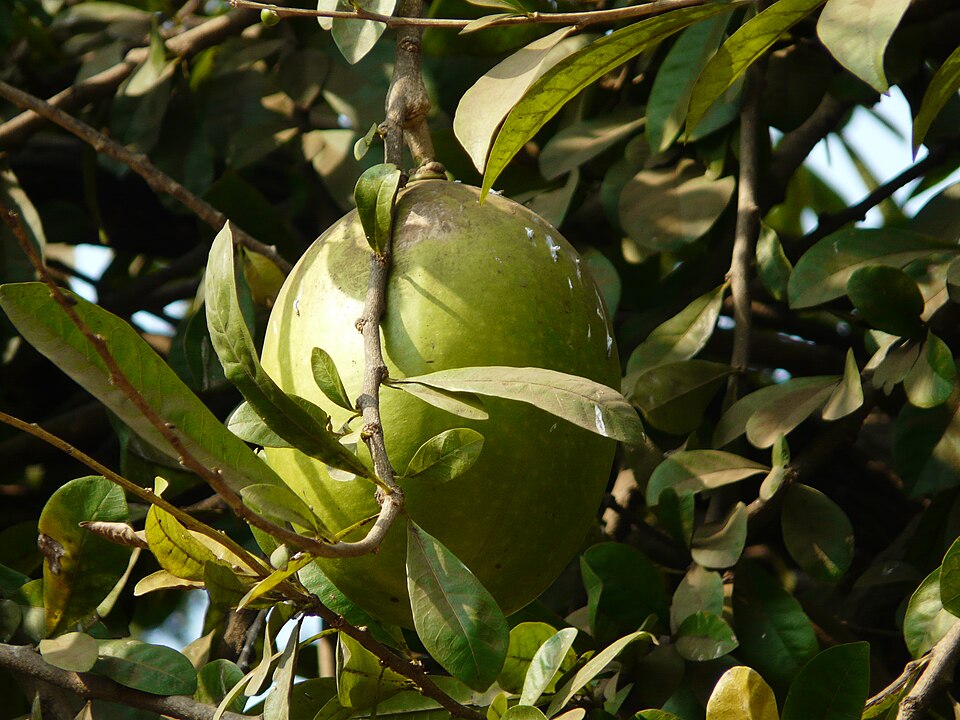 Pomelo - Von Dinesh Valke from Thane, India - CC BY-SA 2.0, https://commons.wikimedia.org/wiki/File:Citrus_maxima_(Burm.)_Osbeck_(3188650254).jpg