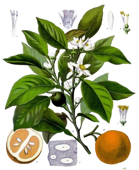 Pomeranze - Von Franz Eugen Köhler, Köhler's Medizinal-Pflanzen - Public domain, https://commons.wikimedia.org/wiki/File:Citrus_aurantium_-_Köhler–s_Medizinal-Pflanzen-042.jpg
