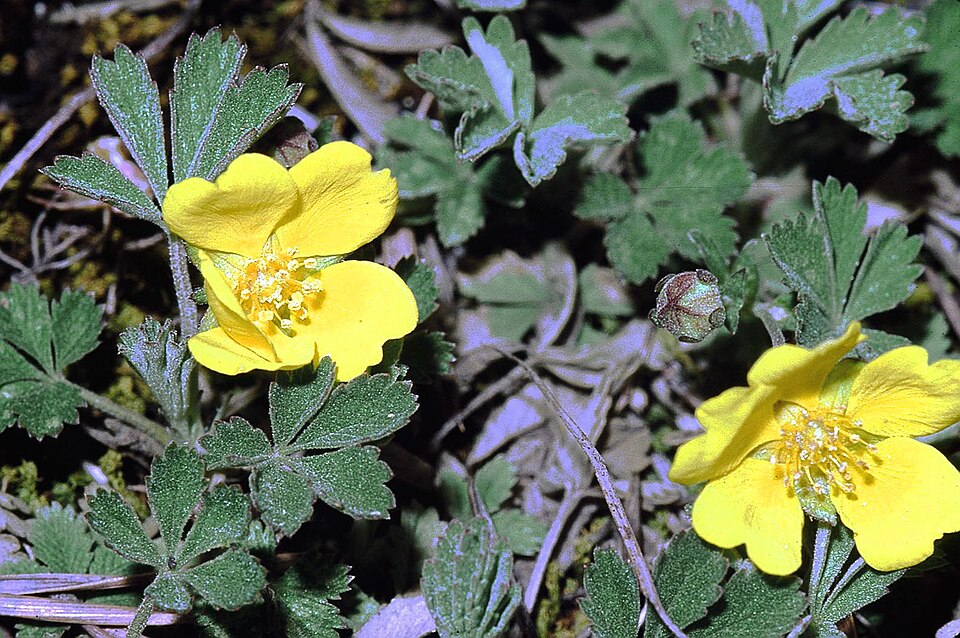 Potentilla - Von Wikimedia Commons - CC BY-SA 3.0, https://commons.wikimedia.org/wiki/File:Potentilla_arenaria0_eF.jpg