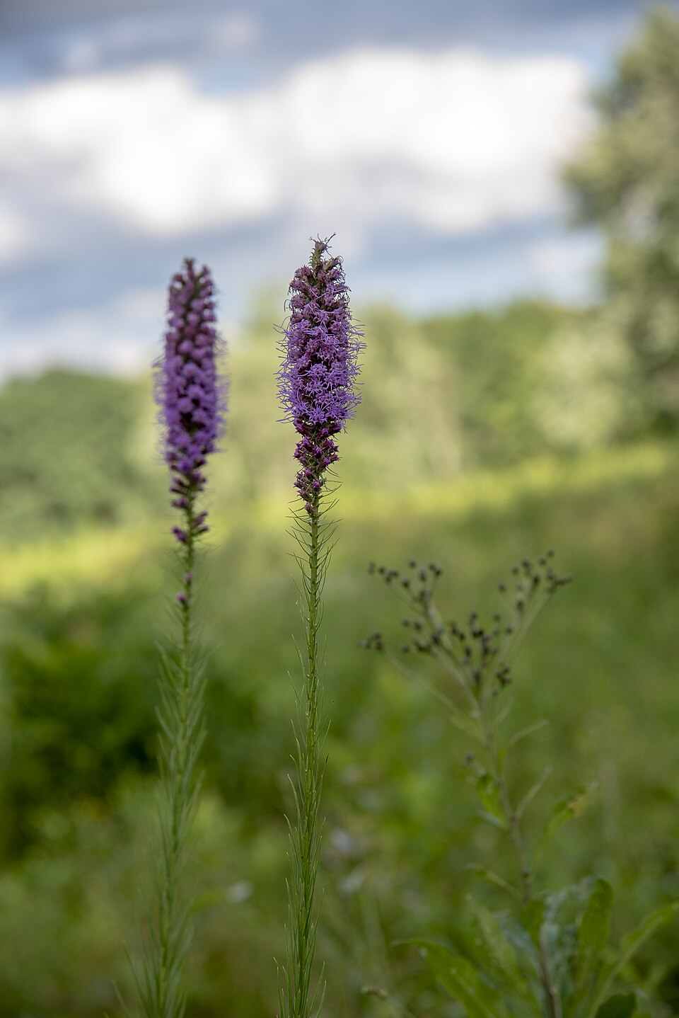 Prachtscharte - Von Sixflashphoto - CC BY-SA 4.0, https://commons.wikimedia.org/wiki/File:Blacklick_Woods_-_Liatris_spicata_1.jpg