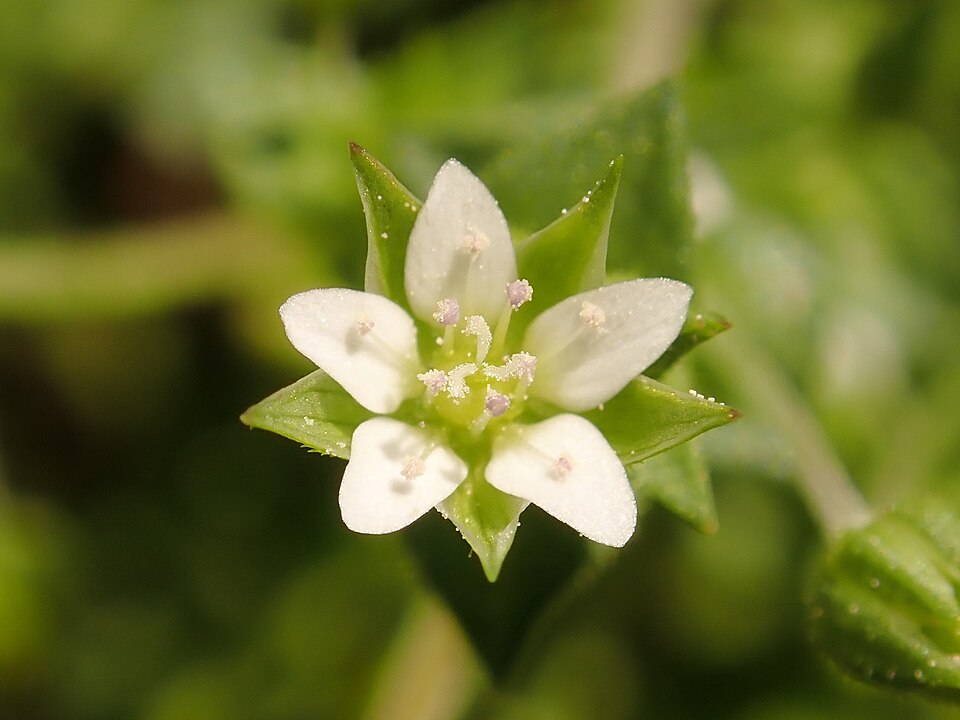 Quendel-Sandkraut - Von Salicyna - CC BY-SA 4.0, https://commons.wikimedia.org/wiki/File:Arenaria_serpyllifolia_2021-05-31_6714.jpg