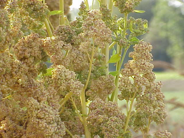 Quinoa - Von Kurt Stueber - CC BY-SA 3.0, https://commons.wikimedia.org/wiki/File:Chenopodium_quinoa0.jpg