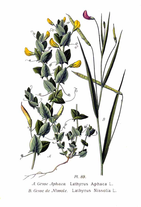 Ranken-Platterbse - Von Amédée Masclef - Public domain, https://commons.wikimedia.org/wiki/File:89_Lathyrus_aphaca_L.,_L._Nissolia_L.jpg
