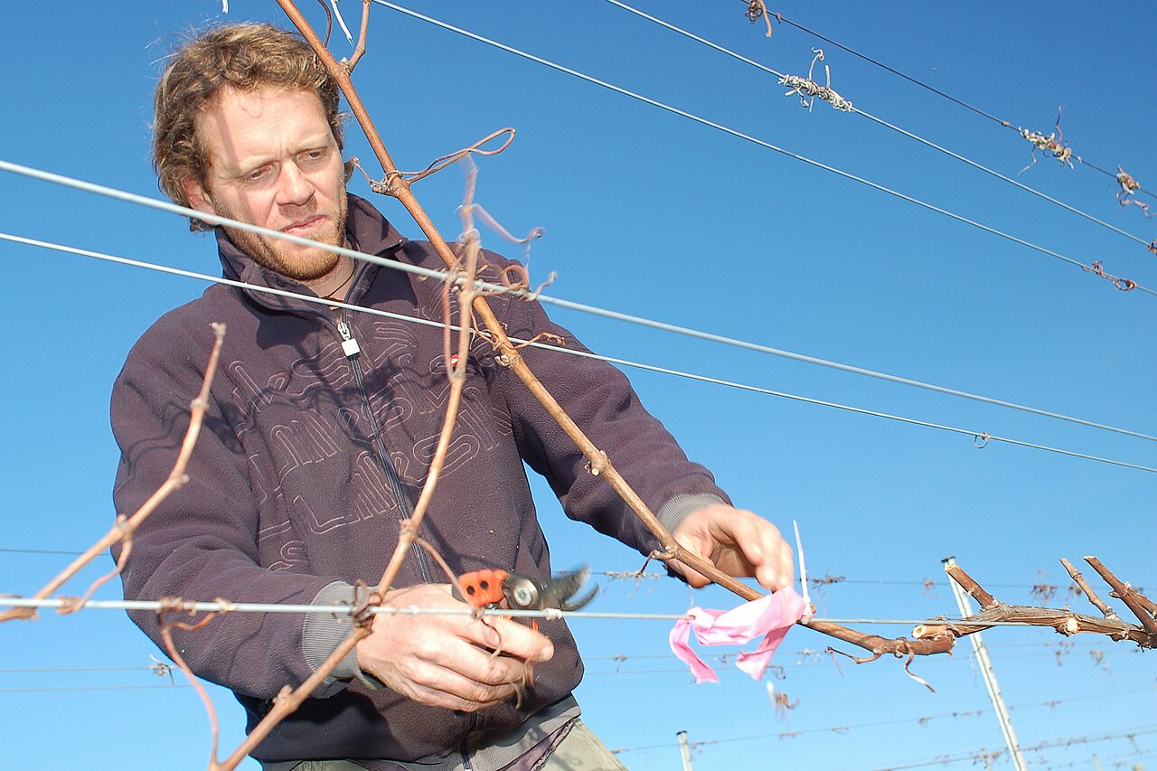 Rebholz - Von Mark Smith - CC BY 2.0, https://commons.wikimedia.org/wiki/File:Example_of_grapevine_pruning.jpg