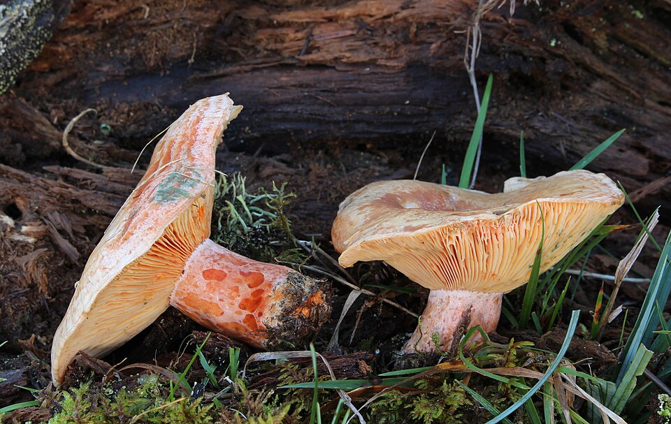 Reizker - Von Holger Krisp - CC BY 3.0, https://commons.wikimedia.org/wiki/File:Echte_Reizker_Lactarius_deliciosus.JPG