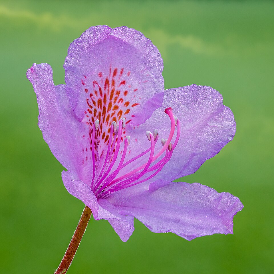 Rhododendron - Von Dominicus Johannes Bergsma. - CC BY-SA 4.0, https://commons.wikimedia.org/wiki/File:Bloeiwijze_Rhododendron_(Rhododendron_ponticum)._19-05-2026_(d.j.b.).jpg