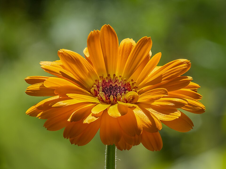 Ringelblume - Von Ermell - CC BY-SA 4.0, https://commons.wikimedia.org/wiki/File:Ringelblume_(Calendula_officinalis)_Blüte_focus_stack-20220619-RM-165610.jpg