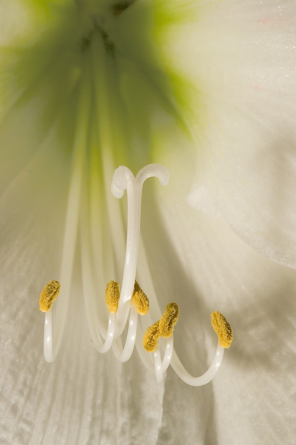Ritterstern - Von A. Kniesel - CC BY-SA 3.0, https://commons.wikimedia.org/wiki/File:Ritterstern_Blüte.jpg