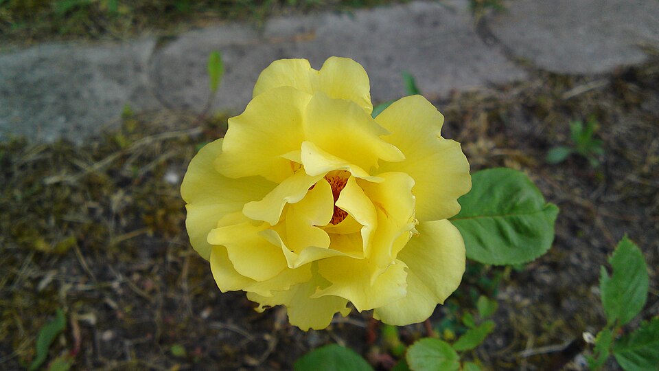 Rosenblüte - Von Jean-Luc 2005 - GFDL, https://commons.wikimedia.org/wiki/File:Rosenblüte_-_19062010125.JPG