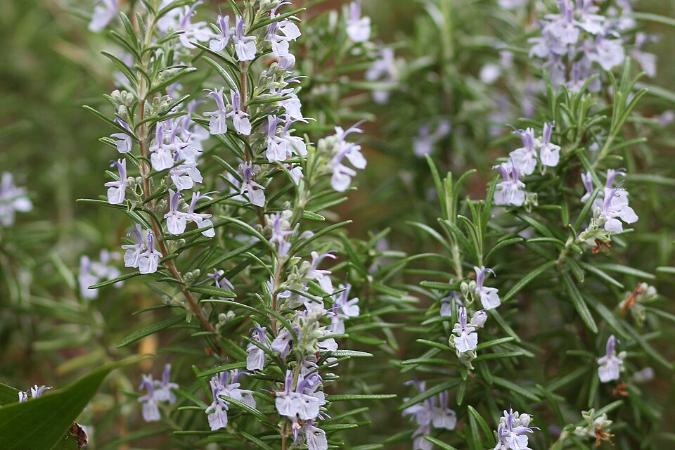 Rosmarin - Von Maja Dumat from Deutschland (Germany) - CC BY 2.0, https://commons.wikimedia.org/wiki/File:Rosmarin_(Rosmarinus_officinalis)_(13920753747).jpg