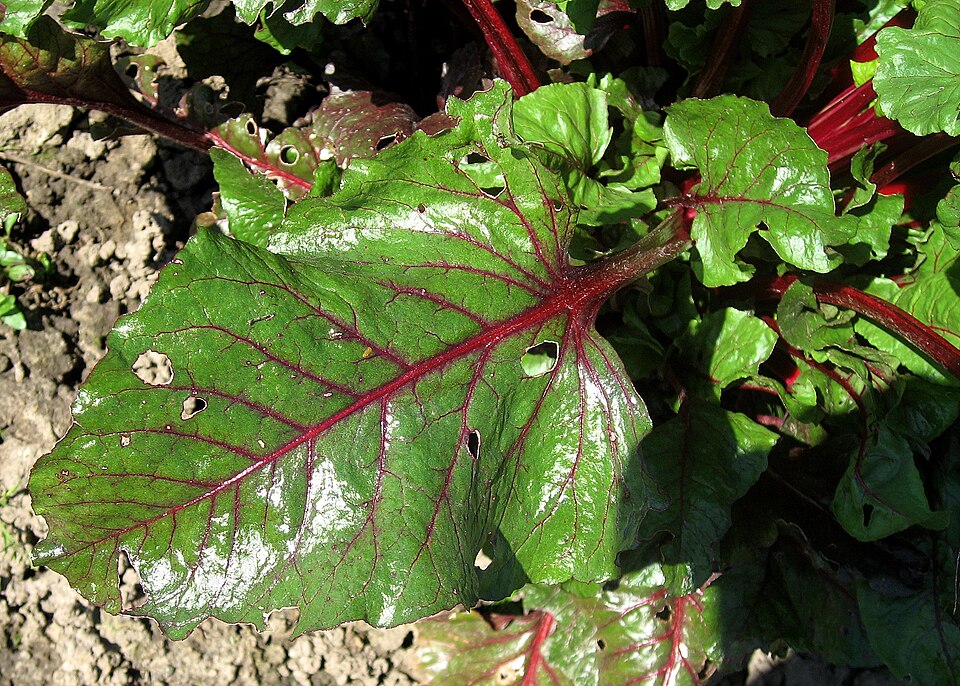 Rote Beete - Von Mathias Bigge - CC BY-SA 3.0, https://commons.wikimedia.org/wiki/File:Rote-Beete-IMG_2406.JPG