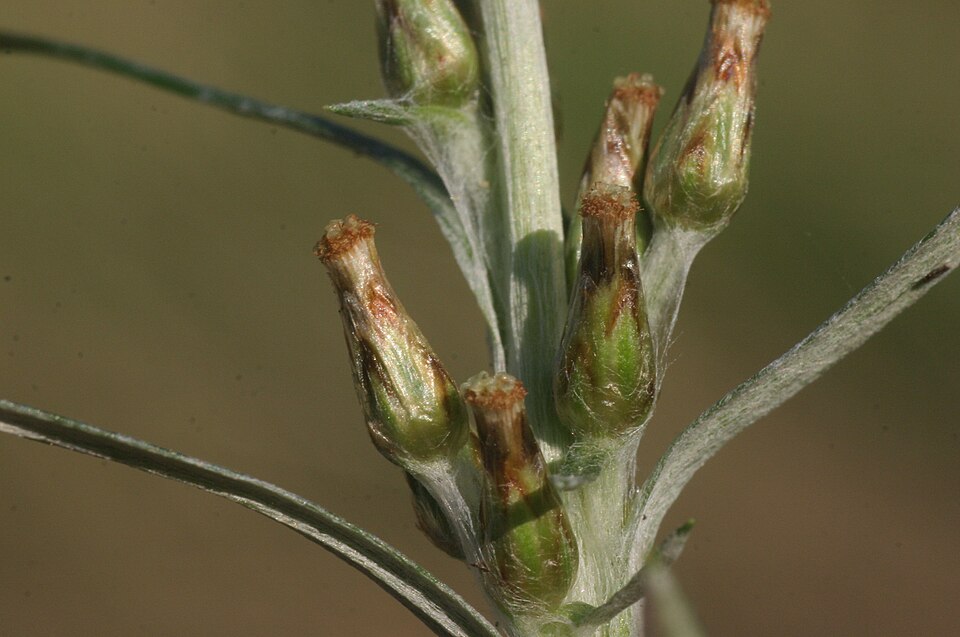 Ruhrkraut - Von HermannSchachner - CC0, https://commons.wikimedia.org/wiki/File:Gnaphalium_sylvaticum_(Wald-Ruhrkraut)_IMG_6052.jpg