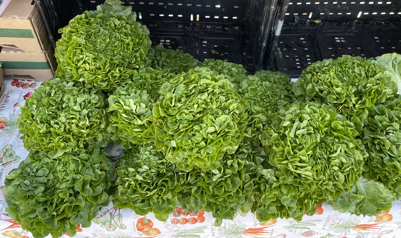 Salanova - Von WhatamIdoing - CC BY 4.0, https://commons.wikimedia.org/wiki/File:Salanova_lettuce_California_2025.png