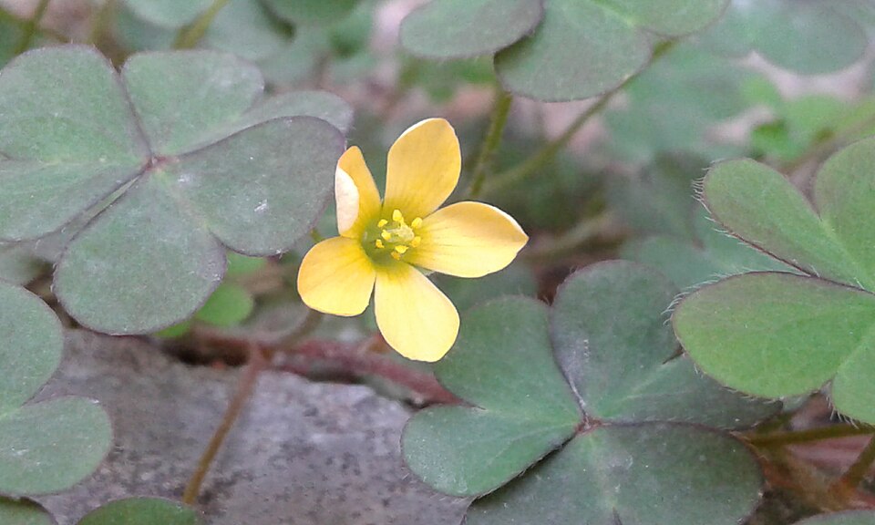 Sauerklee - Von Humoyun Mehridinov - CC BY-SA 4.0, https://commons.wikimedia.org/wiki/File:(Oxalis_corniculata)_Creeping_woodsorrel.jpg