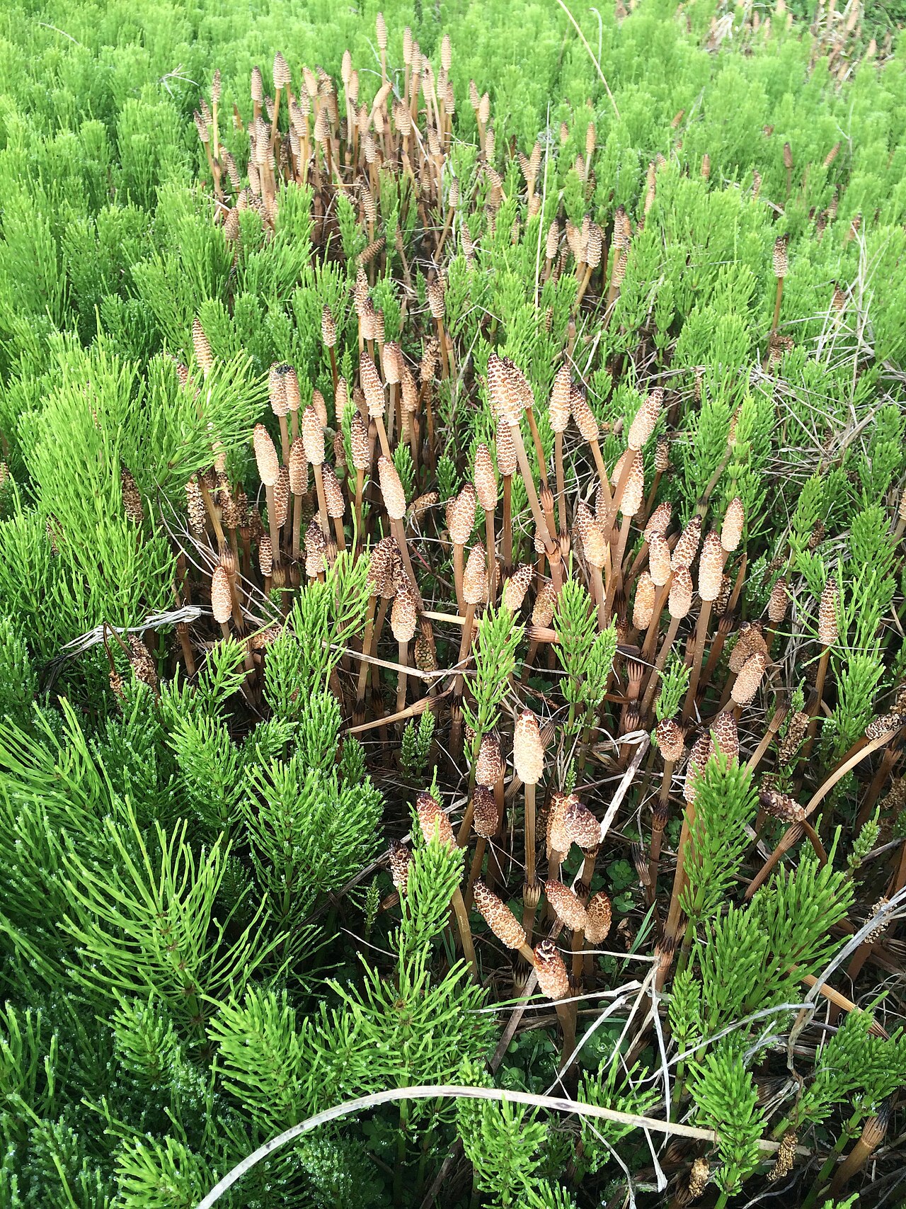Schachtelhalm - Von Mike Dickison - CC BY 4.0, https://commons.wikimedia.org/wiki/File:Equisetum_arvense_(Field_Horsetail)_MRD.jpg