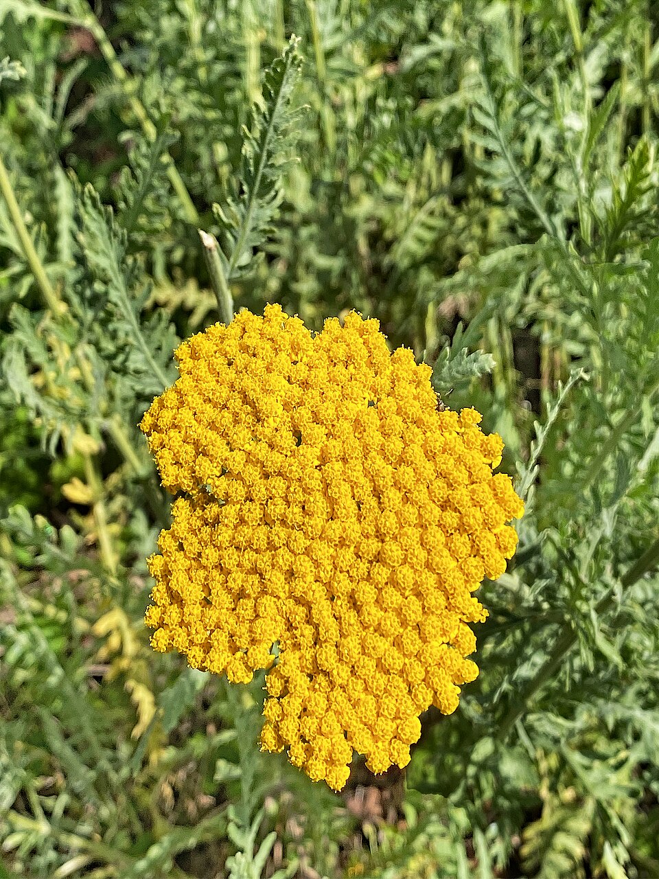 Schafgarbe - Von W. Bulach - CC BY-SA 4.0, https://commons.wikimedia.org/wiki/File:00_3068_Blütenstand_der_Goldgarbe_(Achillea_filipendulina).jpg