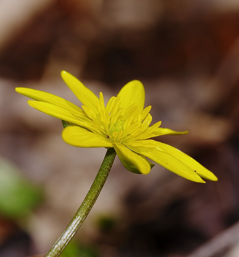 Scharbockskraut - Von Andreas Eichler - CC BY-SA 4.0, https://commons.wikimedia.org/wiki/File:2014.03.09.-23-Kaefertaler_Wald-Mannheim-Fruehlings-Scharbockskraut.jpg
