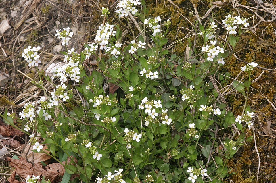 Schaumkresse - Von HermannSchachner - Public domain, https://commons.wikimedia.org/wiki/File:Arabidopsis_halleri_(Kriech-Schaumkresse)_IMG_7443.JPG