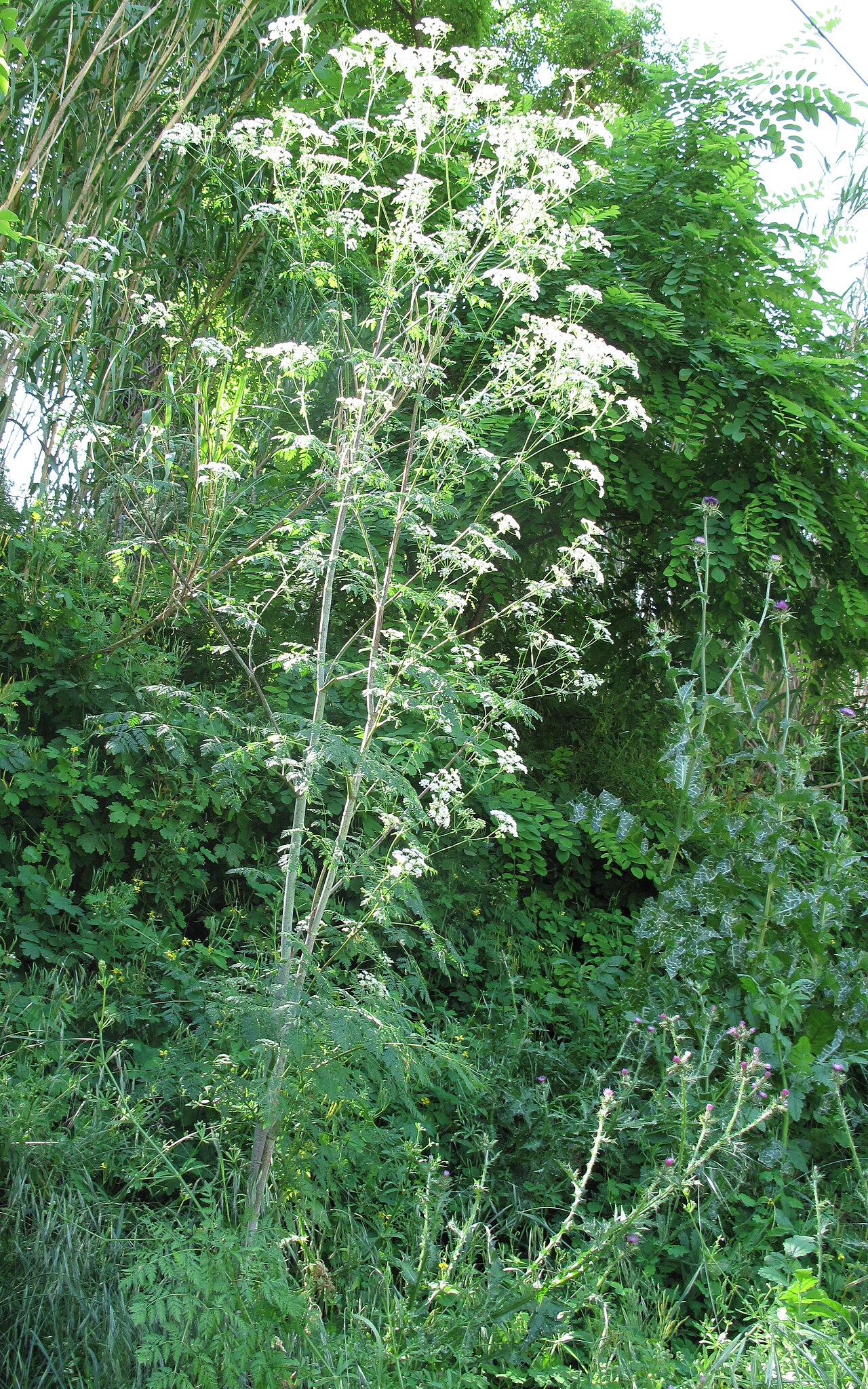 Schierling - Von Marie Portas - CC BY-SA 2.0 fr, https://commons.wikimedia.org/wiki/File:Conium_maculatum_plant_(02).jpg