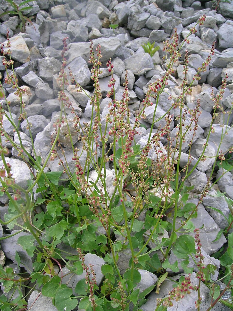 Schild-Ampfer - Von Thomas Mathis - CC BY-SA 3.0, https://commons.wikimedia.org/wiki/File:Rumex_scutatus.JPG