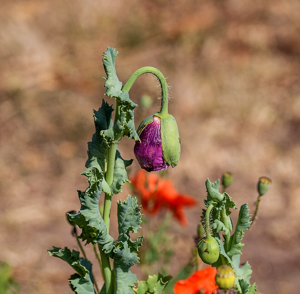 Schlafmohn - Von Fischer.H - CC BY-SA 4.0, https://commons.wikimedia.org/wiki/File:Schlafmohn_IMG_2141.jpg