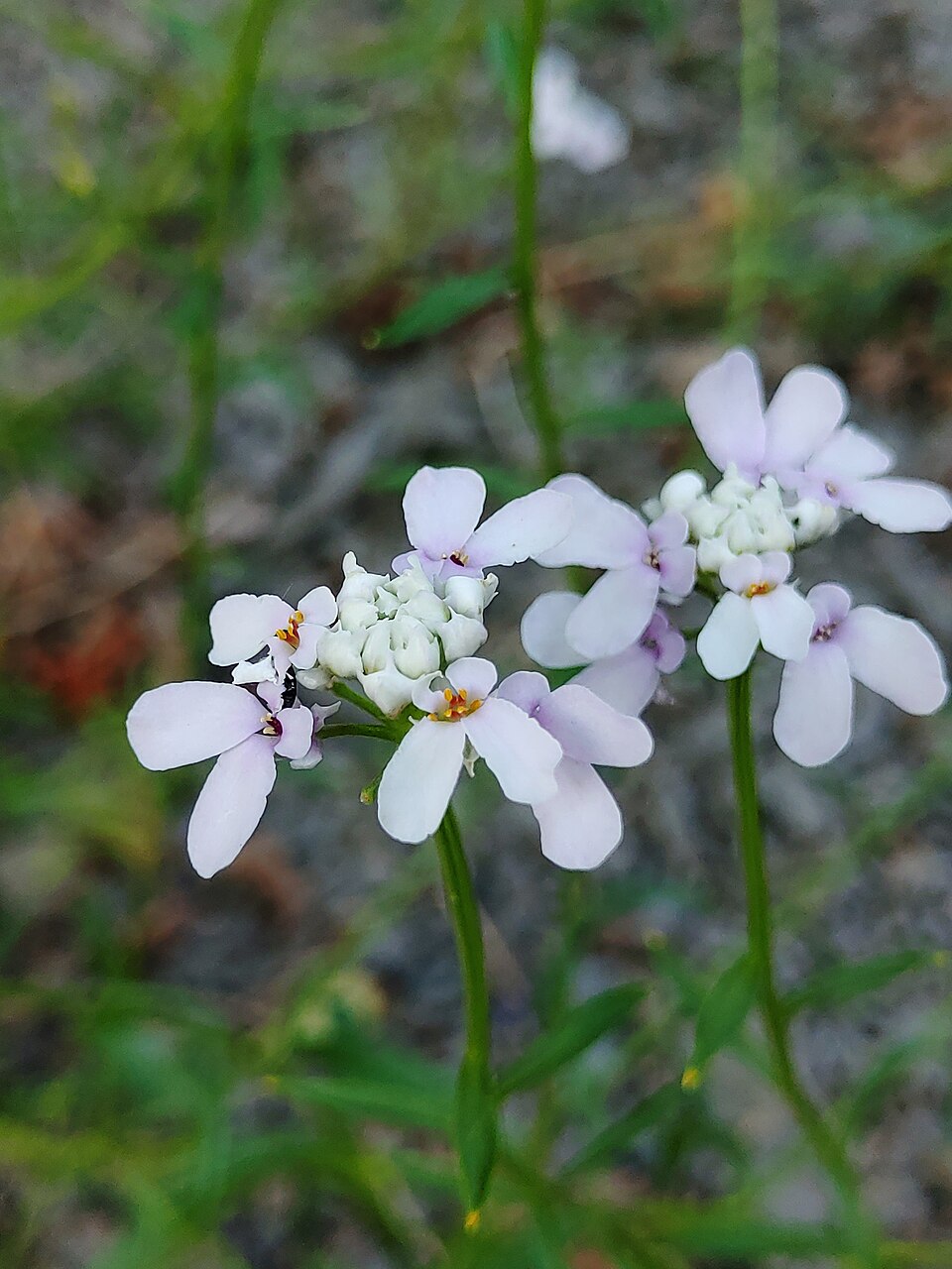 Schleifenblume - Von Samoth17 - CC BY-SA 4.0, https://commons.wikimedia.org/wiki/File:Blütenstand_Bopparder_Schleifenblume.jpg