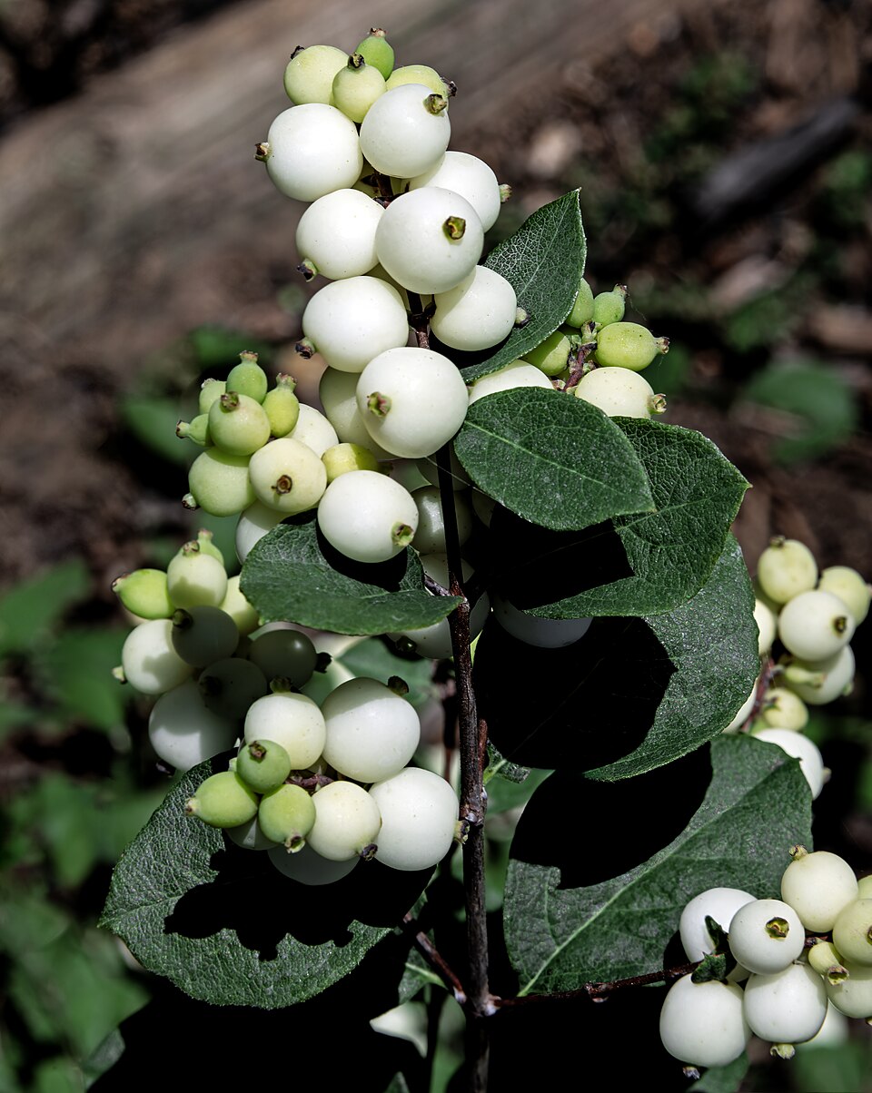Schneebeere - Von Didier Descouens - CC BY-SA 4.0, https://commons.wikimedia.org/wiki/File:(MHNT)_Symphoricarpos_albus_-_Fruits_and_foliage_-_Les_Martels,_Giroussens_Tarn.jpg