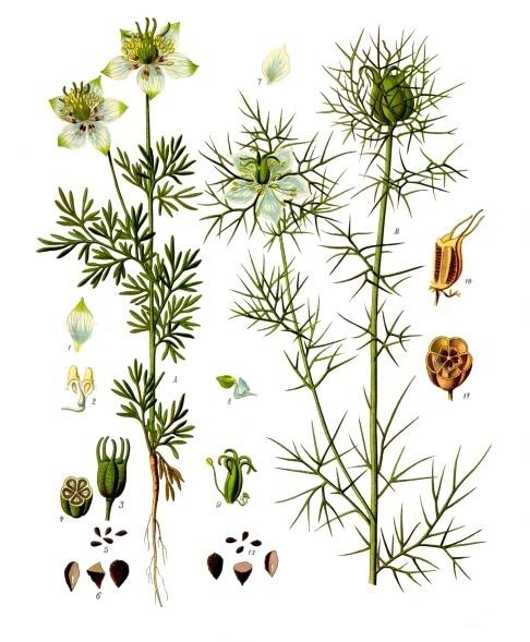 Schwarzkümmel - Von Franz Eugen Köhler, Köhler's Medizinal-Pflanzen - Public domain, https://commons.wikimedia.org/wiki/File:Nigella_sativa_-_Köhler–s_Medizinal-Pflanzen-227.jpg