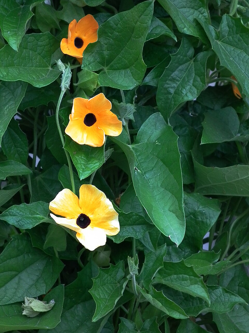 schwarzäugige Susanne - Von 4028mdk09 - CC BY-SA 3.0, https://commons.wikimedia.org/wiki/File:Thunbergia_alata_Schwarzäugige_Susanne.JPG
