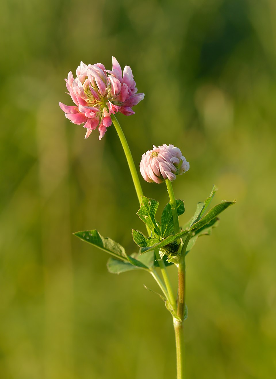 Schwedenklee - Von Ivar Leidus - CC BY-SA 3.0, https://commons.wikimedia.org/wiki/File:Trifolium_hybridum_-_roosa_(rootsi)_ristik.jpg