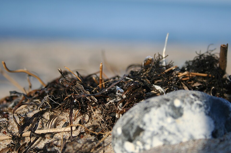 Seegras - Von JanRehschuh - CC BY-SA 3.0, https://commons.wikimedia.org/wiki/File:Getrocknetes_Seegras_IMG_1890.JPG