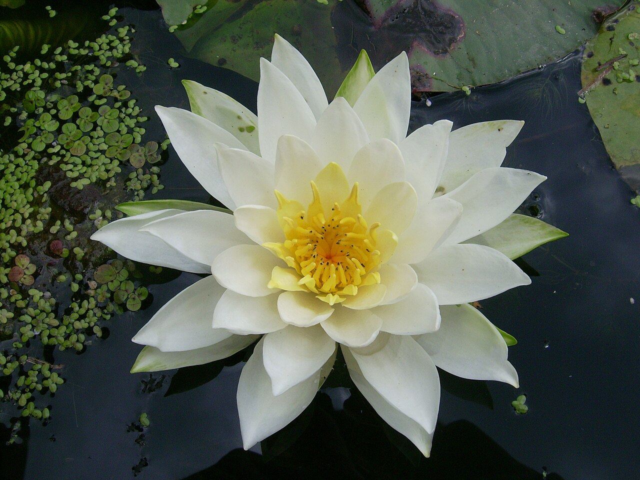 Seerose - Von Fungus Guy - CC BY-SA 3.0, https://commons.wikimedia.org/wiki/File:Fragrant_white_water-lily_flower_(Desbarats_R)_2.JPG