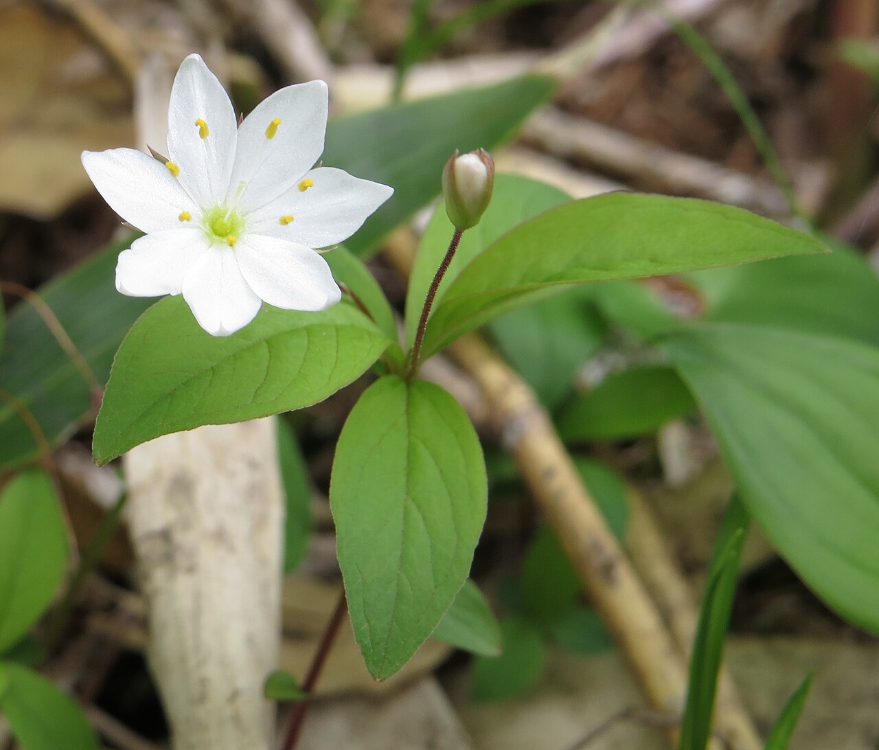 Siebenstern - Von Alpsdake - CC BY-SA 3.0, https://commons.wikimedia.org/wiki/File:Trientalis_europaea_(flower_and_bud).JPG
