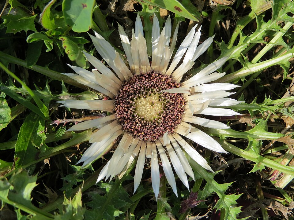 Silberdistel - Von GT1976 - CC BY-SA 4.0, https://commons.wikimedia.org/wiki/File:2018-08-29_(209)_Carlina_acaulis_(stemless_carline_thistle)_at_Rax,_Austria.jpg