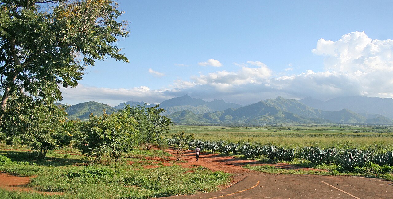 Sisal - Von Muhammad Mahdi Karim - GFDL 1.2, https://commons.wikimedia.org/wiki/File:Mt_Uluguru_and_Sisal_plantations.jpg