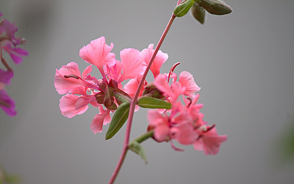 Sommerfuchsie - Von Dennis Lamczak - CC BY-SA 3.0, https://commons.wikimedia.org/wiki/File:Sommerfuchsie_(228803901).jpeg
