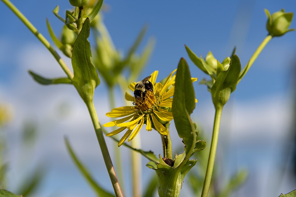Sonnenauge - Von Sixflashphoto - CC BY-SA 4.0, https://commons.wikimedia.org/wiki/File:Glacier_Ridge_-_Bombus_impatiens_on_a_Heliopsis_helianthoides_1.jpg