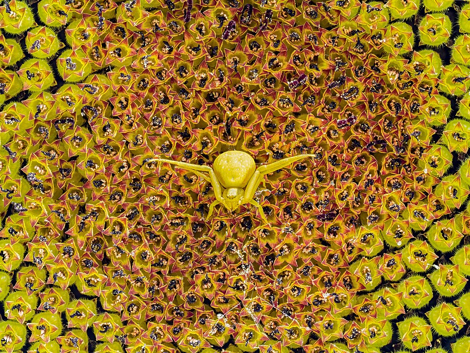 Sonnenblume - Von Ermell - CC BY-SA 4.0, https://commons.wikimedia.org/wiki/File:Krabbenspinne_Misumena_vatia_auf_Sonnenblume-20190727-RM-075353.jpg