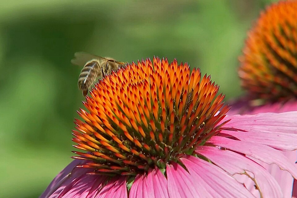 Sonnenhut - Von W. Bulach - CC BY-SA 4.0, https://commons.wikimedia.org/wiki/File:.00_1682_Purpur-Sonnenhut_(Echinacea_purpurea).jpg