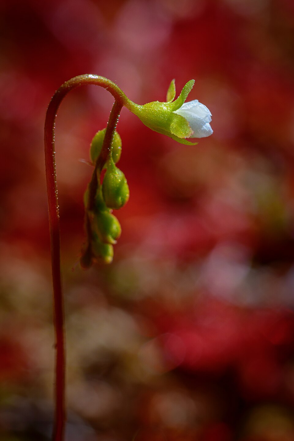 Sonnentau - Von Stephan Sprinz - CC BY 4.0, https://commons.wikimedia.org/wiki/File:Rundblättriger_Sonnentau_(Drosera_rotundifolia)_Blüte.jpg