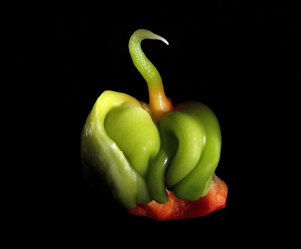 Spanischer Pfeffer - Von Brocken Inaglory - CC BY-SA 3.0, https://commons.wikimedia.org/wiki/File:Baby_Bell_pepper_''Capsicum_annuum''_.jpg