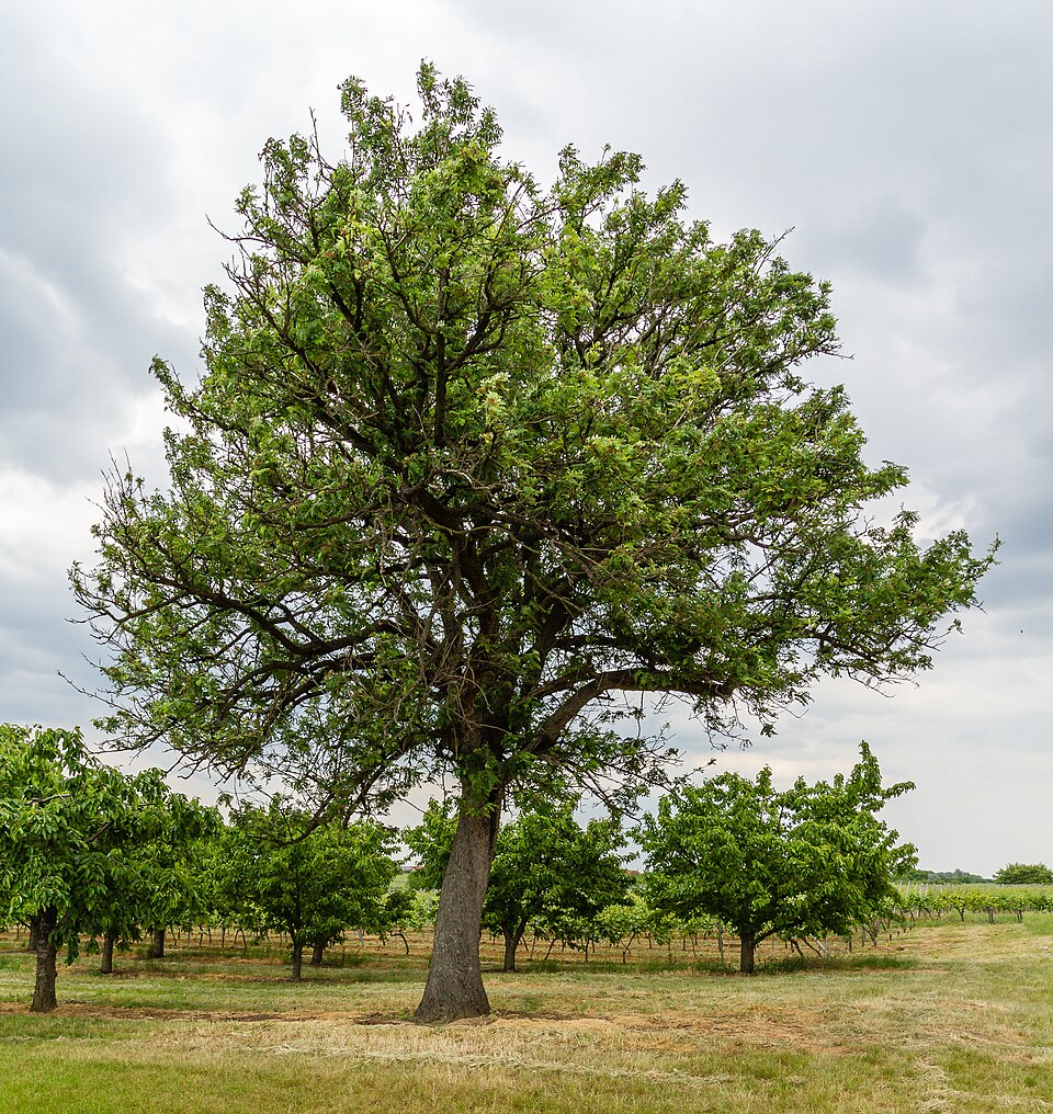Speierling - Von Friedrich Haag - CC BY-SA 4.0, https://commons.wikimedia.org/wiki/File:065_2015_05_25_Speierling_am_Hohlweg_(Wiki_Loves_Earth_2015).jpg