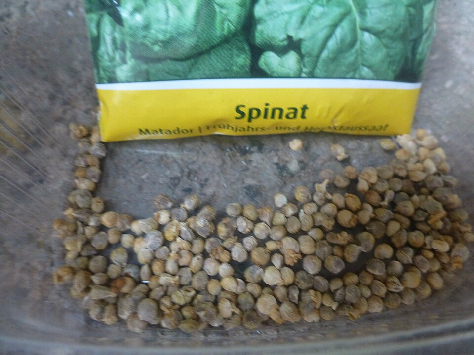 Spinatsamen - Von Ilmtaler - CC BY-SA 4.0, https://commons.wikimedia.org/wiki/File:Spinatsamen_2022.jpg