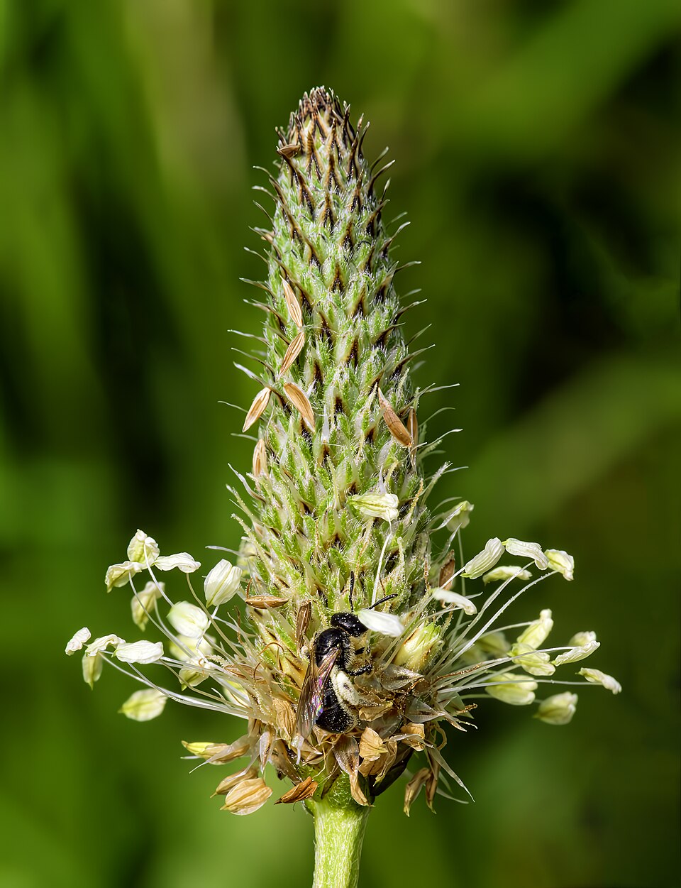 Spitzwegerich - Von Didier Descouens - CC BY-SA 4.0, https://commons.wikimedia.org/wiki/File:(MHNT)_Andrena_subopaca_on_Plantago_lanceolata.jpg
