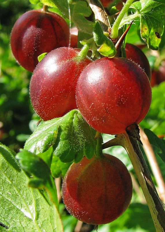 Stachelbeere - Von Darkone - CC BY-SA 2.5, https://commons.wikimedia.org/wiki/File:Stachelbeere_(Ribes_uva-crispa).jpg
