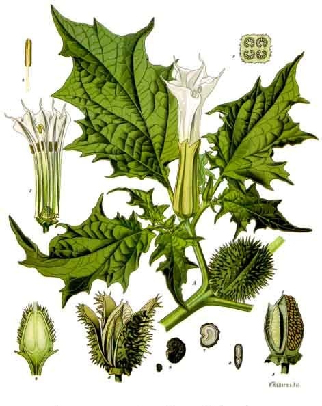 Stechapfel - Von Franz Eugen Köhler, Köhler's Medizinal-Pflanzen - Public domain, https://commons.wikimedia.org/wiki/File:Datura_stramonium_-_Köhler–s_Medizinal-Pflanzen-051.jpg